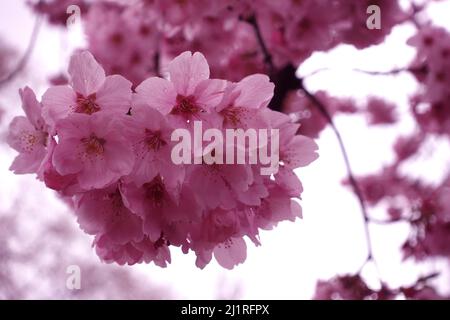 Sakura in japan. Cherry blossom. Background and blog materials. Stock Photo
