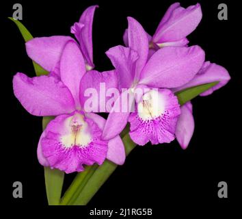 Cluster of stunning pink / mauve and white perfumed flowers of Brassocattleya BC orchid 'Little Mermaid' Janet on black background Stock Photo