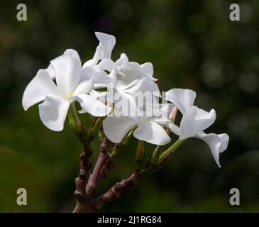 Cluster of large white flowers of Pachypodium lamerei, Madagascar palm, a drought tolerant succulent plant, against dark green background Stock Photo