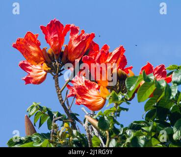 Cluster of large vivid orange / red flowers and leaves of Spathodea campanulata, African Tulip Tree against background of blue sky in Australia Stock Photo