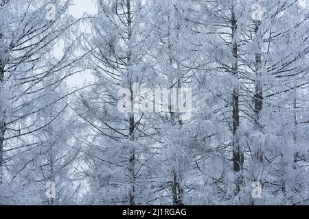 Frozen branches of the spruce trees in the winter forest. Stock Photo