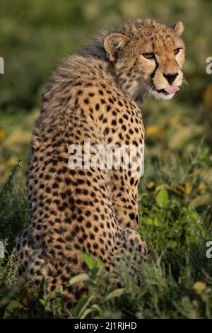 Cheetahs, Tanzania Stock Photo