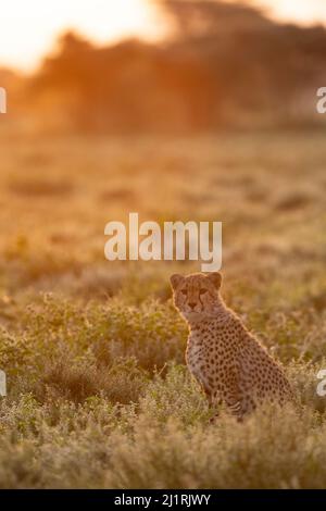 Cheetahs, Tanzania Stock Photo