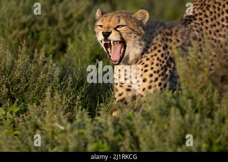 Cheetah Snarling, Tanzania Stock Photo
