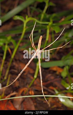 Net-casting Spider, Deinopis subrufa. Also known as a Rufous Net-casting Spider and an Ogre-faced spider. Coffs Harbour, NSW, Australia Stock Photo