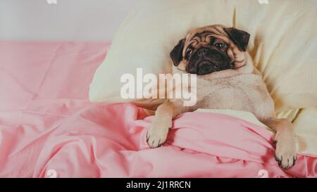 Funny portrait pug in human bed. Poor sad sick bored dog concept. Pet care and animals concept. Text copy space. Stock Photo