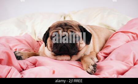 Close up face of cute pug dog breed lying on a dogs bed with sad eyes opened. Stock Photo