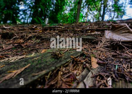 Nature environment. Old wood roof covered in tiles, debris, and moss. Stock Photo