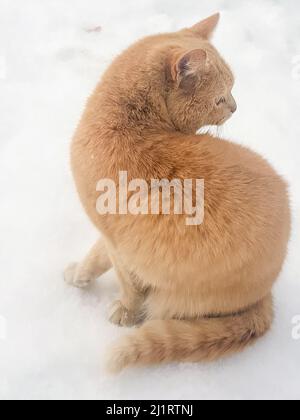 Silhouette, close-up of a red cat VIEW FROM THE BACK against the background of snow on the street, vertical photo. Stock Photo