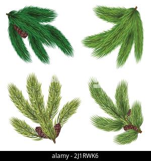 Green branches of coniferous trees collection with cones in realistic style isolated vector illustration Stock Vector