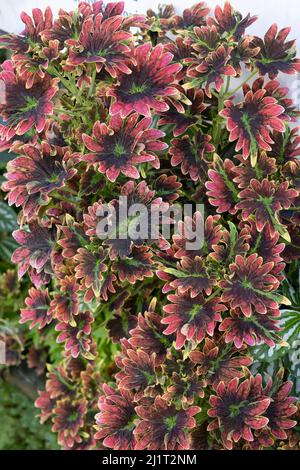 Bright pink and purple tropical garden flower bunch on white background Stock Photo