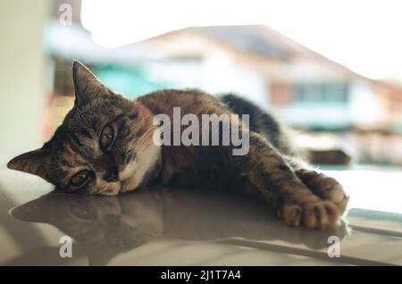 Domestic female cat lying and relaxing on car roof at the car park of the house. Stock Photo