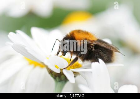 Closeup on a queen tree bumblebee, Bombus hypnorum sitting on a white flower in the garden Stock Photo