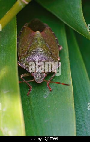 Vertical closeup on the green shieldbug, Palomena prasina, hdiding in the bamboo in the garden Stock Photo