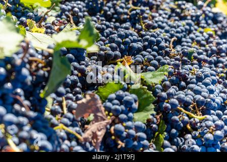 A selective focus shot of the crop of the malbec grapes in bright sunlight in the city of Mendoza, Argentina Stock Photo