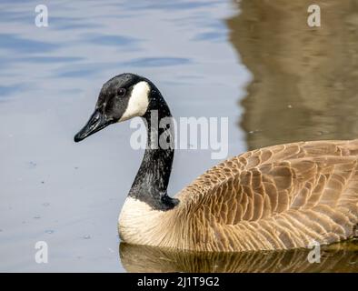 Canadian Goose sitting in water in an inland lake in North
