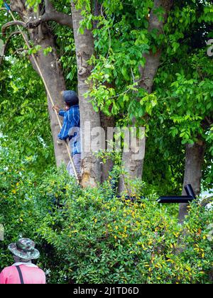 Asian professional gardener trimming plants using pruning saw on a tree. A Tree Surgeon or Arborist cuts branches of a tree in the garden. Man sawing