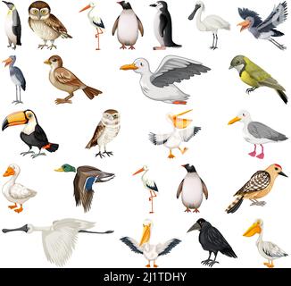 Different kinds of wild birds illustration Stock Vector Image & Art - Alamy