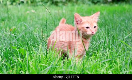Funny playful red ginger curious tabby kitten walks on grass outdoors in the garden and looks around. Pet care, healthy eating concept Stock Photo