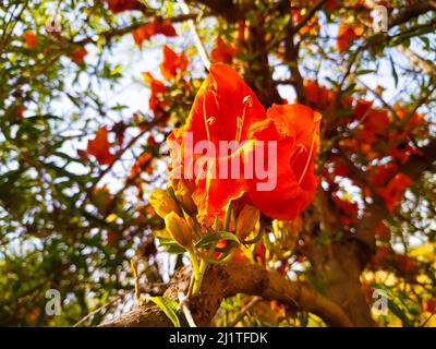 A Selective focus low angle shot of a tecomella Undulata flower with young branch and the sky Stock Photo