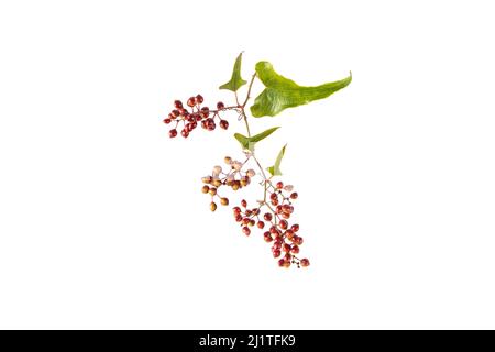 Jamaican or Honduran sarsaparilla branch with leaves and berries. Smilax ornata isolated on white Stock Photo