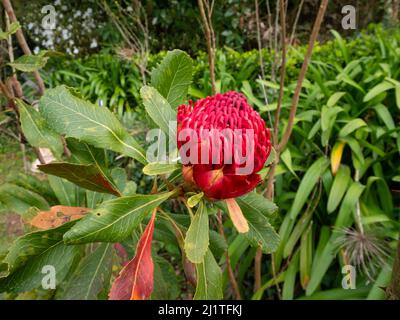 Telopea speciosissima the New South Wales waratah or simply waratah plant with red flowerhead. Stock Photo