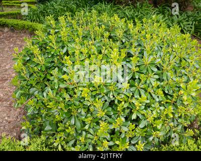 Pittosporum tobira or Australian laurel pruned globe form plant Stock Photo