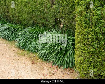 Buxus sempervirens, common box, European box or boxwood hedge and agapanthus plants in the ornamental garden Stock Photo