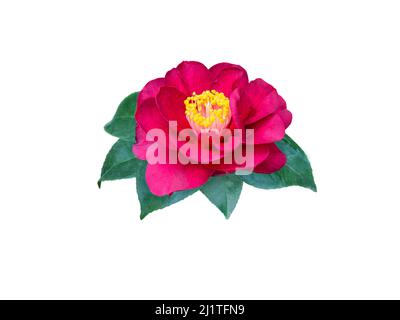 Dark-red camellia japonica double form flower and leaves isolated on white. Japanese tsubaki. Chinese symbol of love. Stock Photo
