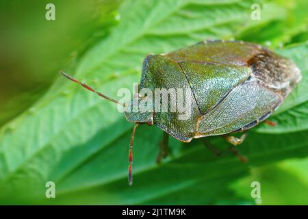 Closeup on an overwintering green shieldbug, Palomena prasina, hdiding in the vegetation in the garden Stock Photo