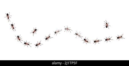 Brown worker ants trail line flat style design vector illustration isolated on white background. Top view of ants bug road trail marching in the line Stock Vector