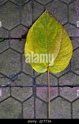 Yellow and Green Leaf on Sidewalk tile. Space for text, title. Stock Photo