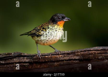 Tanager in Ecuador. Rufous-throated Tanager, Tangara rufigula, bird sitting on the moss tree branch in the dar forest nature habitat, Amagusa reserve, Stock Photo