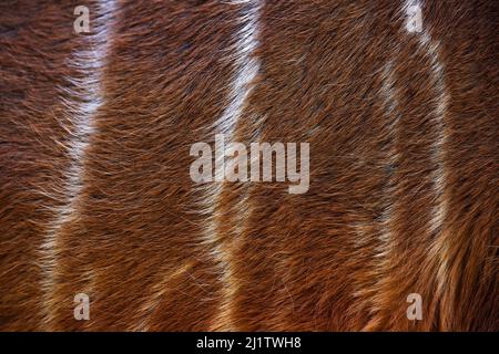 Tragelaphus angasii, Lowland nyala, close-up detail of fur coat, Art view on African nature. Wildlife in South Africa. Brown fur with white lines. Stock Photo