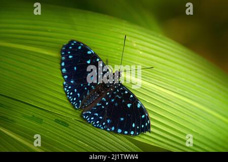 Hamadryas laodamia, the starry night cracker, blue black butterfly from Mexico. Beautiful insect siting on the green leave in the nature habitat. Mexi Stock Photo