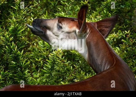 Okapi, Okapia johnstoni, brown rare forest giraffe, in the dark green ...