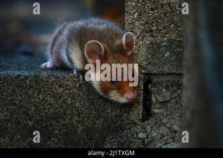 European hamster, Cricetus cricetus, stone tombstone cemetery, Vienna, Austria. Brown and white Black-bellied hamster, front view portrait in the natu Stock Photo