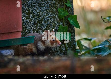 European hamster, Cricetus cricetus, stone tombstone cemetery, Vienna, Austria. Brown and white Black-bellied hamster, front view portrait in the natu Stock Photo