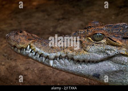 Philippine crocodile, Crocodylus mindorensis, relatively small species of freshwater crocodile. Detail muzzle portrait of reptile lizard in the nature Stock Photo