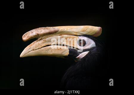 Hornbill, close-up detail from dark tropic forest. Palawan hornbill, Anthracoceros marchei, big bill endemic bird Philippines in Asia. Wildlife nature Stock Photo