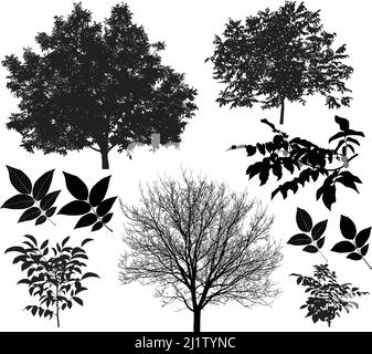 Collection of silhouettes of walnut trees and leaves Stock Vector