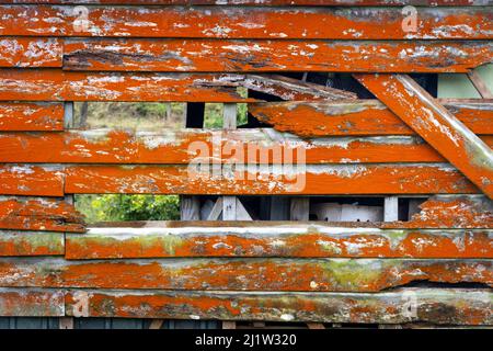 Orange lichen on old barn near Paihiatua, Tararua District, North Island, New Zealand Stock Photo