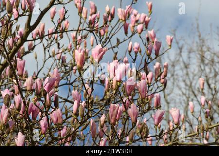 Magnolia ÔHeaven ScentÕ in flower Stock Photo