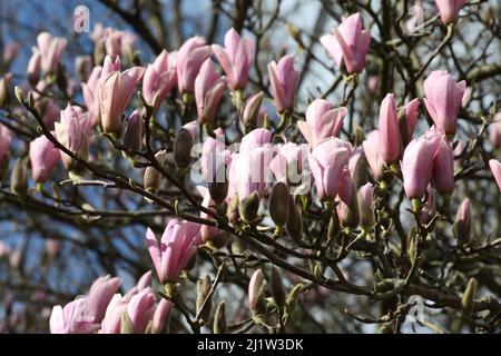 Magnolia ÔHeaven ScentÕ in flower Stock Photo