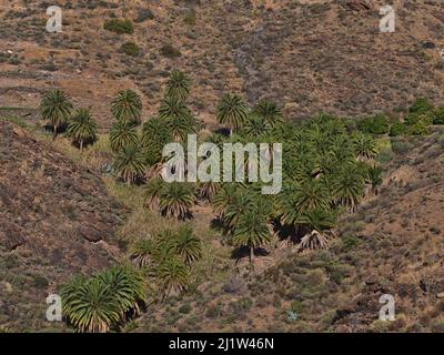 Beautiful view of small palm tree forest with green leafs in a valley in the western mountains of Gran Canaria, Canary Islands, Spain on sunny day. Stock Photo