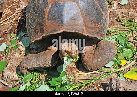 giant tortoise, Charles Darwin Research Station, Puerto Ayora, Santa Cruz island, Galapagos, Ecuador Stock Photo