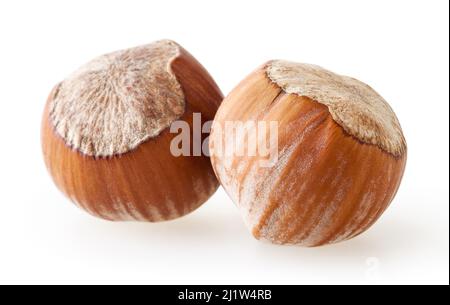 Filberts isolated on white background with clipping path Stock Photo