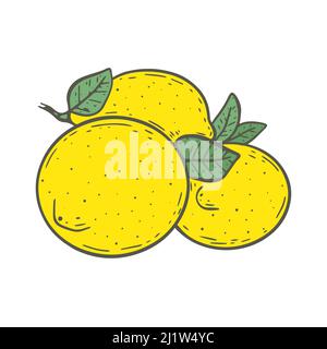 Several lemons with leaves vector illustration Stock Vector