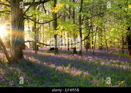 Beautiful bluebell wood at sunrise. carpet of bluebells with dawn sunlight streaming through the spring trees Stock Photo
