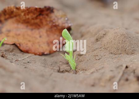 macro photo of A small green pea plant emerged from the earth and drops of dew water were lying on the plant. Stock Photo